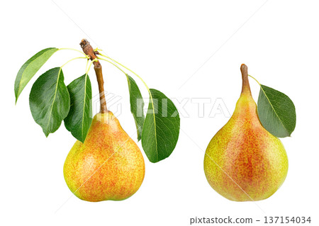 Two ripe pears with green leaves isolated on white background. File Contains Clipping Path. Two ripe pears with green leaves isolated on white background. File Contains Clipping Path. 137154034