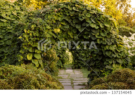Path through a lush green archway covered in dense foliage and vines Path through a lush green archway covered in dense foliage and vines 137154045