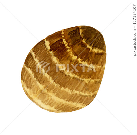 芋頭（單品）手繪水彩蔬菜插圖 137154107