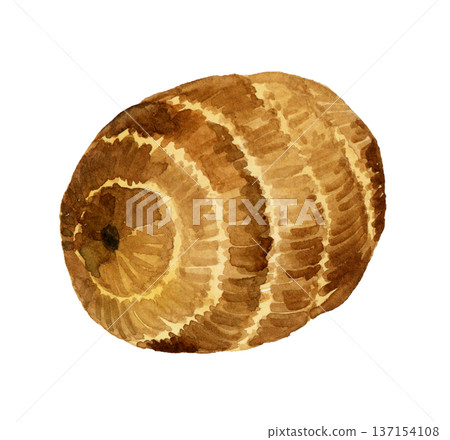 芋頭（單品）手繪水彩蔬菜插圖 137154108