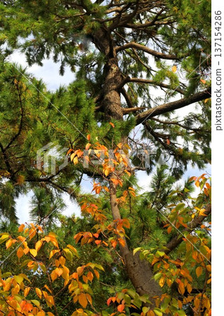 Yellow leaves of cherry blossoms and black pine trees in late autumn Yellow leaves of cherry blossoms and black pine trees in late autumn 137154286