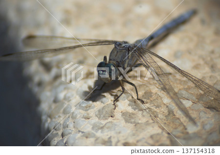 picture of a dragonfly perched on the ground... picture of a dragonfly perched on the ground... 137154318