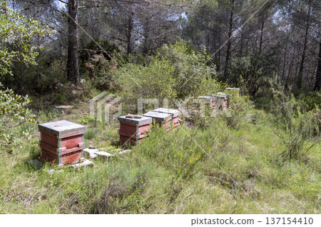 wooden beehives among the pines of the natural park wooden beehives among the pines of the natural park 137154410