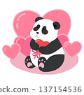 Cute baby panda holding heart. Panda bear in valentine theme 137154536