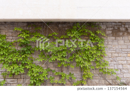 facade decoration with green plants and vines facade decoration with green plants and vines 137154564