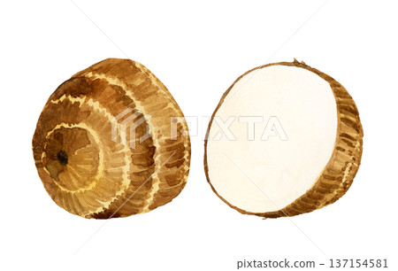 Taro cut in half - Hand-drawn watercolor illustration of vegetables 137154581
