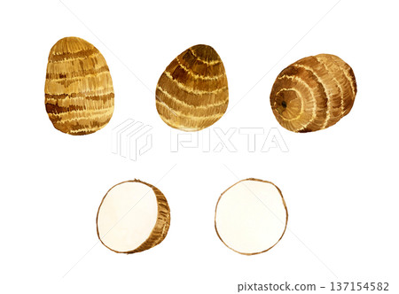 Taro set - Hand-drawn watercolor illustration of vegetables 137154582