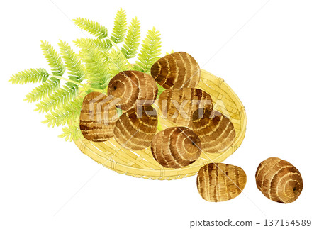 竹籃裡的芋頭－手繪水彩蔬菜插圖 137154589