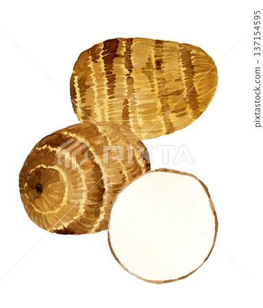 Taro set - Hand-drawn watercolor illustration of vegetables 137154595