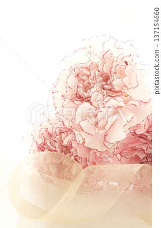 Carnation, Pink Mariposa 137154660