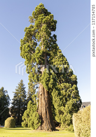 large sequoia in the center of the outdoor garden, under it a blanket of green grass. 137154785