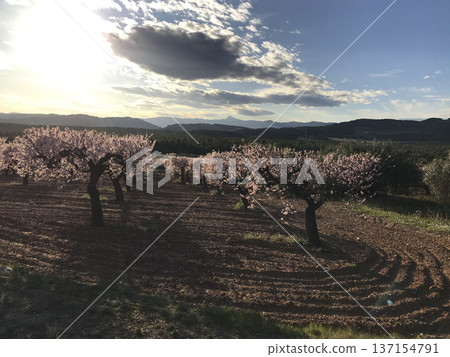 almond plantation in bloom.jpg 137154791