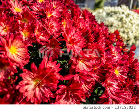 Early winter morning - Chrysanthemum flowers covered with morning dew Early winter morning - Chrysanthemum flowers covered with morning dew 137155028