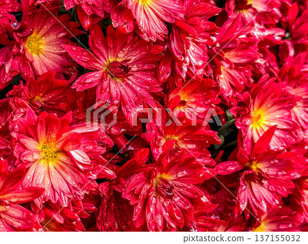 Early winter morning - Chrysanthemum flowers covered with morning dew Early winter morning - Chrysanthemum flowers covered with morning dew 137155032
