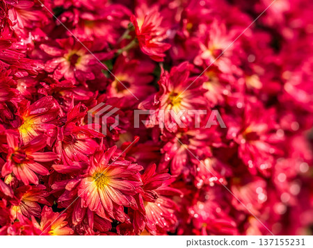 Early winter morning - Chrysanthemum flowers covered with morning dew Early winter morning - Chrysanthemum flowers covered with morning dew 137155231