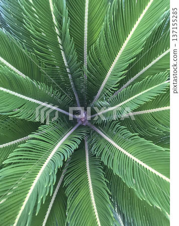 green palm tree leaves captured from above green palm tree leaves captured from above 137155285