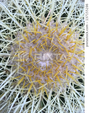 cactus heart full of thorns cactus heart full of thorns 137155286