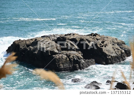 海岩 海岩 137155312