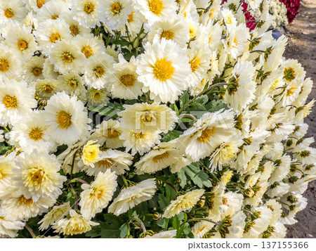 Early winter morning - Chrysanthemum flowers covered with morning dew Early winter morning - Chrysanthemum flowers covered with morning dew 137155366