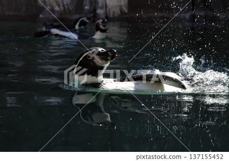 penguin enjoying his bath time 137155452