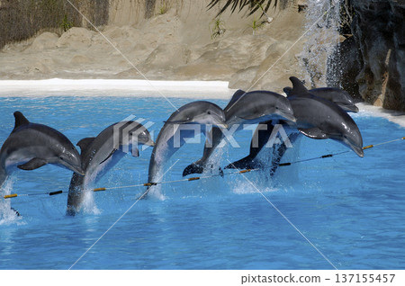 dolphins in full aquatic show of the oceanographic dolphins in full aquatic show of the oceanographic 137155457