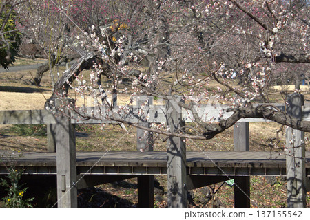 與籬芭的風景 與籬芭的風景 137155542