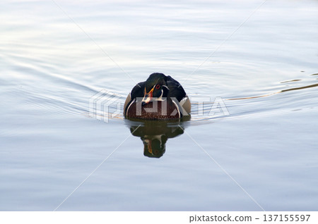 wild duck calmly swimming in the water wild duck calmly swimming in the water 137155597