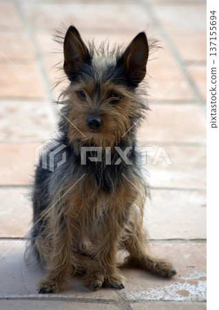 small size dog posing towards the camera small size dog posing towards the camera 137155694
