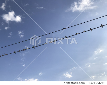birds perched on power lines birds perched on power lines 137155695