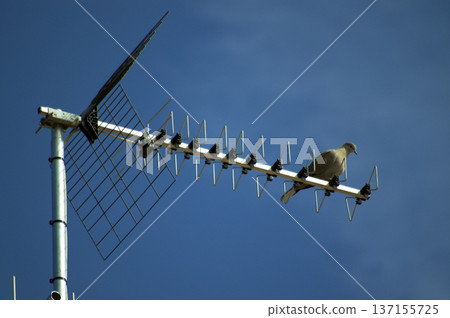 television antenna for signal reception 137155725