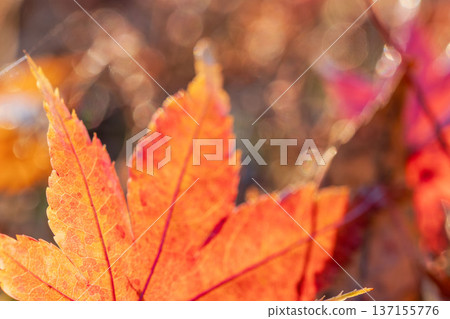 Winter morning: Close-up of fallen maple leaves shining in the sunlight 04 Winter morning: Close-up of fallen maple leaves shining in the sunlight 04 137155776