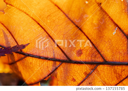 Winter morning: Macro shot of fallen leaves shining in the sunlight from the back 21 Winter morning: Macro shot of fallen leaves shining in the sunlight from the back 21 137155785