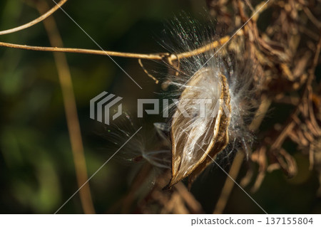 冬日田野裡，纖細馬利筋的蓬鬆種子 04 137155804