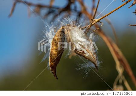 冬日田野裡，纖細馬利筋的蓬鬆種子 05 137155805