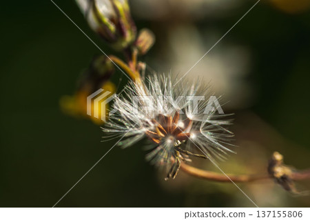 Winter fields and mountains: Fluffy seeds shining in the sunlight 01 137155806