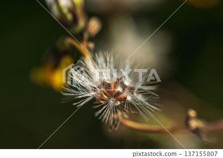 Winter fields and mountains: Fluffy seeds shining in the sunlight 02 137155807