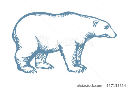 Vector drawing. Big polar bear Vector drawing. Big polar bear 137155834