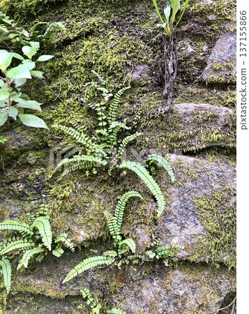 moss and ferns with green pigmentation attached to rocks in a humid zone moss and ferns with green pigmentation attached to rocks in a humid zone 137155866