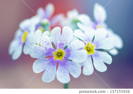 Flowers around the house, various in all seasons. Small primrose flowers bloomed in a ring shape in the flower bed in early spring. Flowers around the house, various in all seasons. Small primrose flowers bloomed in a ring shape in the flower bed in early spring. 137155938