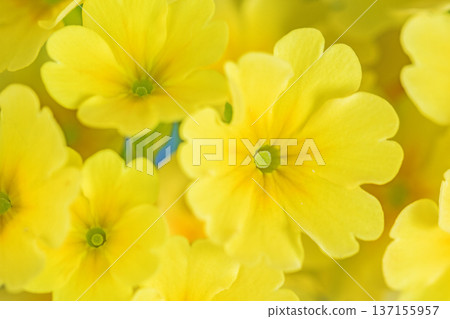 Flowers around the house, various in all seasons. Small primrose flowers bloomed in a ring shape in the flower bed in early spring. Flowers around the house, various in all seasons. Small primrose flowers bloomed in a ring shape in the flower bed in early spring. 137155957