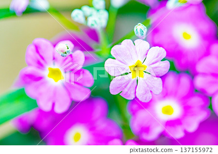 Flowers around the house, various in all seasons. Small primrose flowers bloomed in a ring shape in the flower bed in early spring. Flowers around the house, various in all seasons. Small primrose flowers bloomed in a ring shape in the flower bed in early spring. 137155972