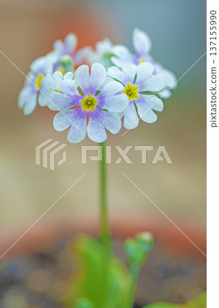 Flowers around the house, various in all seasons. Small primrose flowers bloomed in a ring shape in the flower bed in early spring. 137155990