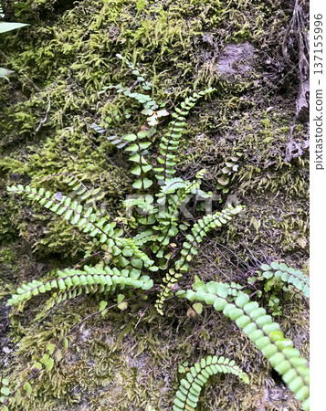 close-up of moss and ferns with green pigmentation adhering to rocks in a wet area 137155996
