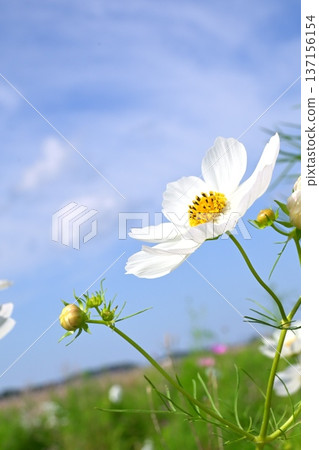 White cosmos flowers stand out against the blue sky. White cosmos flowers stand out against the blue sky. 137156154