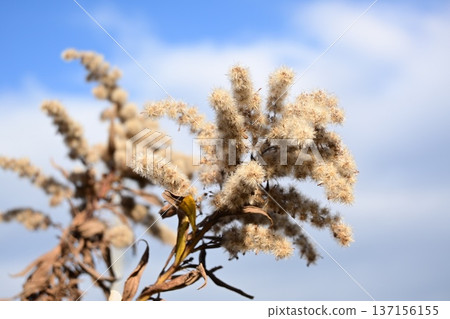 Withered goldenrod in late autumn 137156155