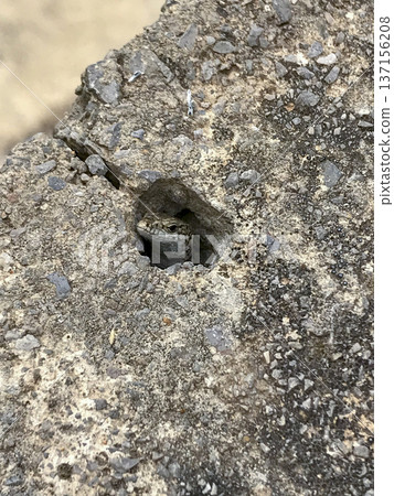 small lizard poking its head out from inside a hole in the rock small lizard poking its head out from inside a hole in the rock 137156208