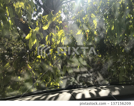 green leaves of eucalyptus trees seen against the light from the inside of a vehicle green leaves of eucalyptus trees seen against the light from the inside of a vehicle 137156209