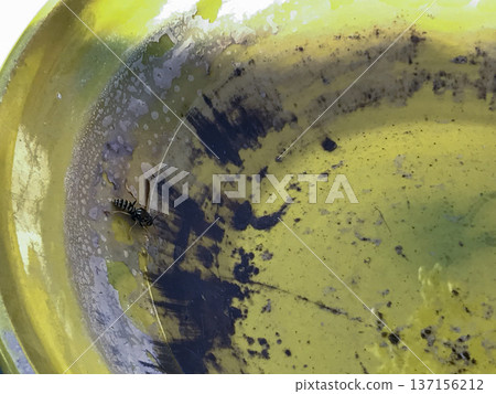 wasp drinking water in a ceramic bowl wasp drinking water in a ceramic bowl 137156212