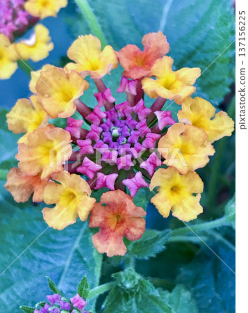 close-up photo of a multicolored flower 137156225