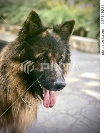 close-up portrait of a male german shepherd dog 137156228